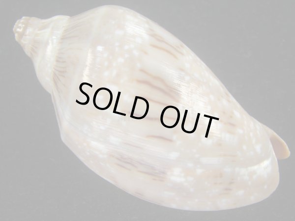 画像2: ミユキコオロギ(Cymbiola nivosa) 美品　老成 (2)