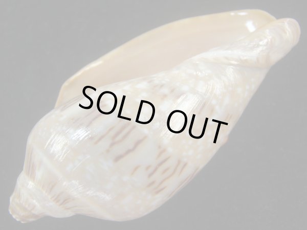 画像3: ミユキコオロギ(Cymbiola nivosa) 美品　老成 (3)