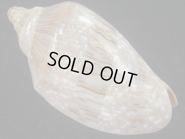 画像2: ミユキコオロギ(Cymbiola nivosa) 美品　老成 (2)