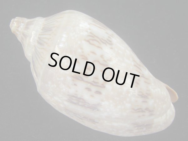 画像2: ミユキコオロギ(Cymbiola nivosa) 美品　老成 (2)