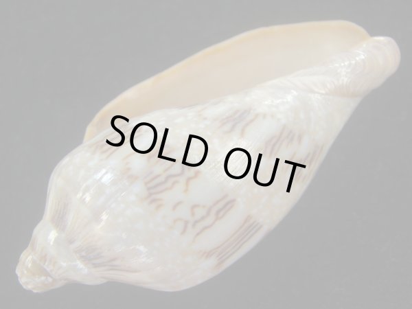 画像3: ミユキコオロギ(Cymbiola nivosa) 美品　老成 (3)