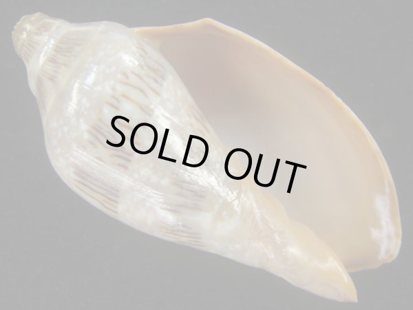 画像1: ミユキコオロギ(Cymbiola nivosa) 美品　老成 (1)