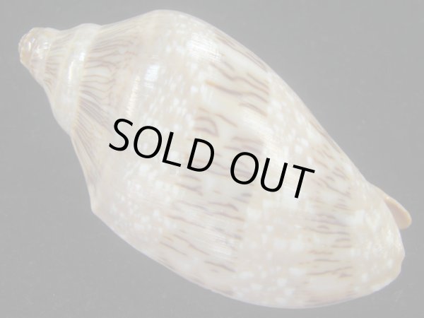 画像2: ミユキコオロギ(Cymbiola nivosa) 美品　老成 (2)