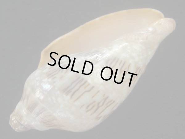 画像3: ミユキコオロギ(Cymbiola nivosa) 美品　老成 (3)