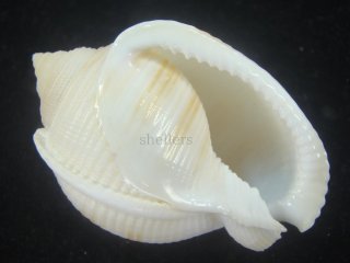 その他 - Kaiショップ