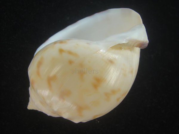 画像3: ナシガタウラシマ(Semicassis pyrum) (3)