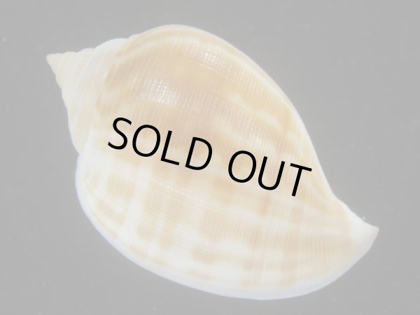 画像2: リンダスコンスボラ(Sconsia lindae) 美品 (2)