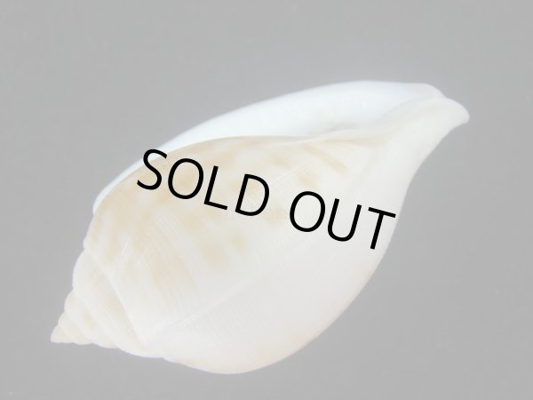 画像3: リンダスコンスボラ(Sconsia lindae) 美品 (3)