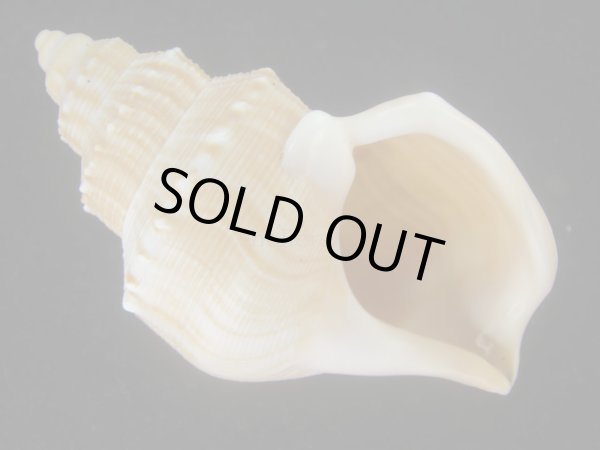 画像1: ダチョウボラ(Struthiolaria papulosa) 老成　美品 (1)