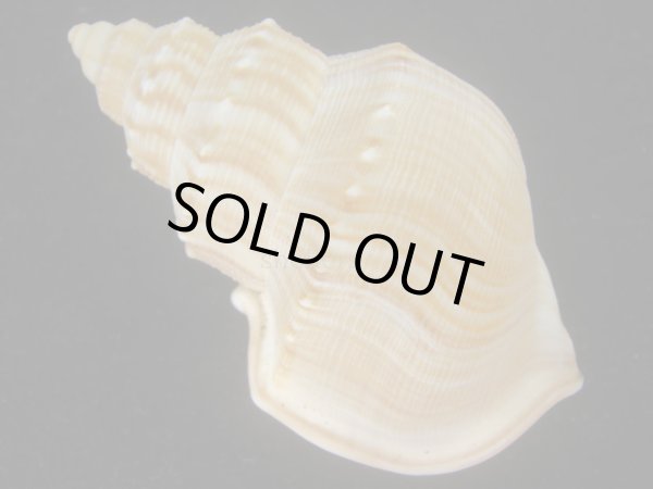 画像2: ダチョウボラ(Struthiolaria papulosa) 老成　美品 (2)