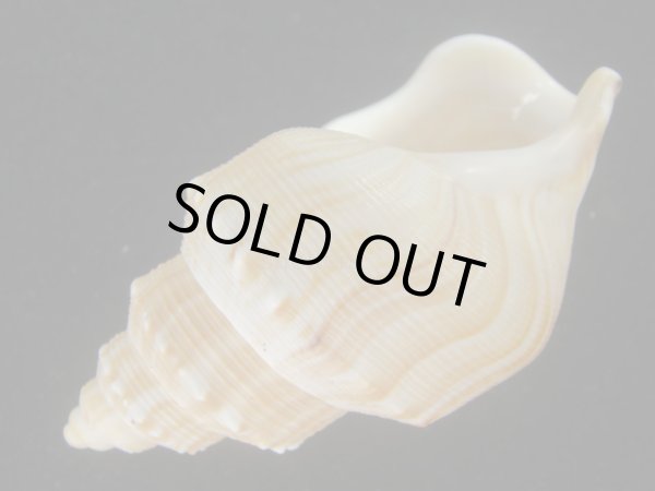 画像3: ダチョウボラ(Struthiolaria papulosa) 老成　美品 (3)