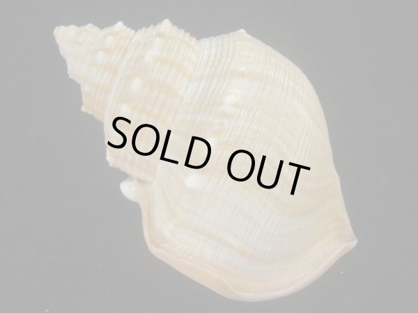 画像2: ダチョウボラ(Struthiolaria papulosa) 老成　美品 (2)