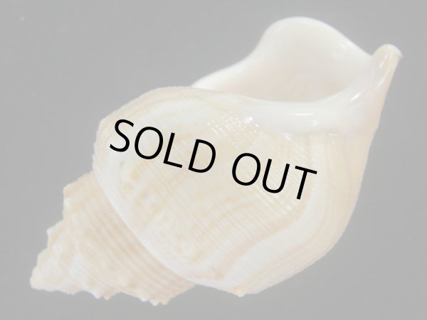 画像3: ダチョウボラ(Struthiolaria papulosa) 老成　美品 (3)