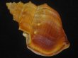 画像2: ダチョウボラ(Struthiolaria papulosa) 老成　美品　ユニークカラー (2)