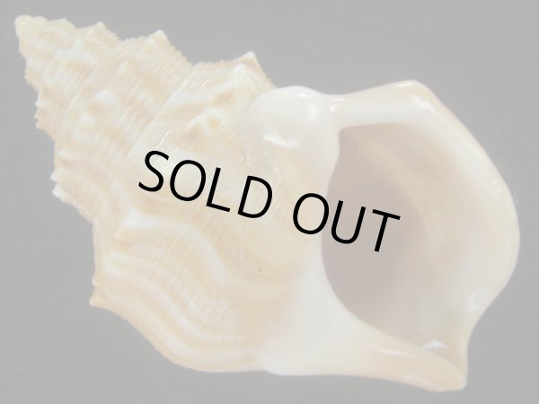 画像1: ダチョウボラ(Struthiolaria papulosa) 老成　大 (1)