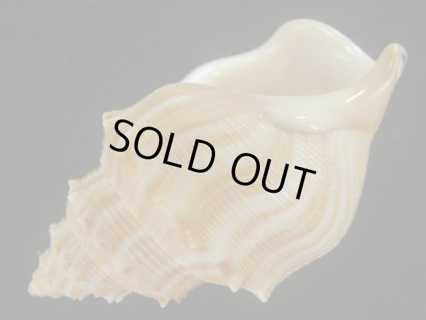 画像3: ダチョウボラ(Struthiolaria papulosa) 老成　大 (3)