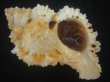 画像1: クロフクダモノツブリボラ(Phyllonotus oculatus) 美品 (1)