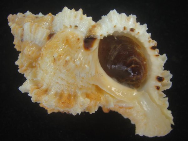 画像1: クロフクダモノツブリボラ(Phyllonotus oculatus) 美品 (1)