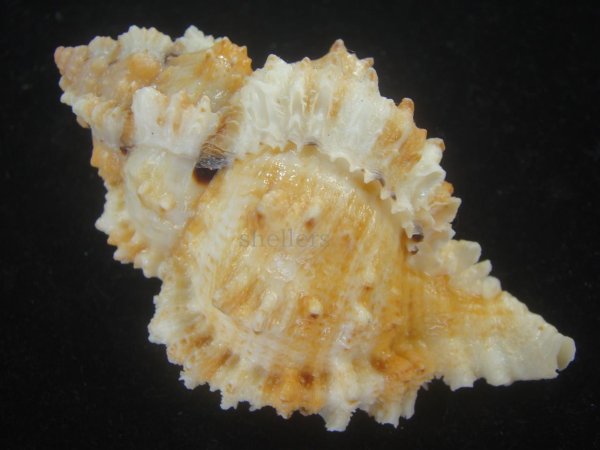 画像2: クロフクダモノツブリボラ(Phyllonotus oculatus) 美品 (2)