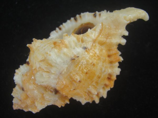 画像3: クロフクダモノツブリボラ(Phyllonotus oculatus) 美品 (3)