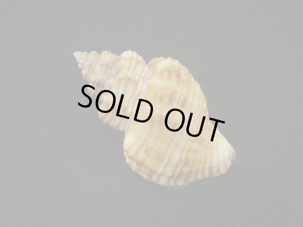 画像2: アカグチホラダマシ (2)