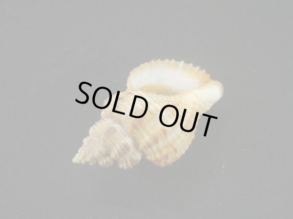 画像3: アカグチホラダマシ (3)