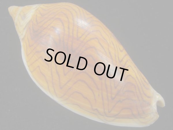 画像1: モクメボラ(Amoria undulata) フォームペグスビーチ　大 (1)