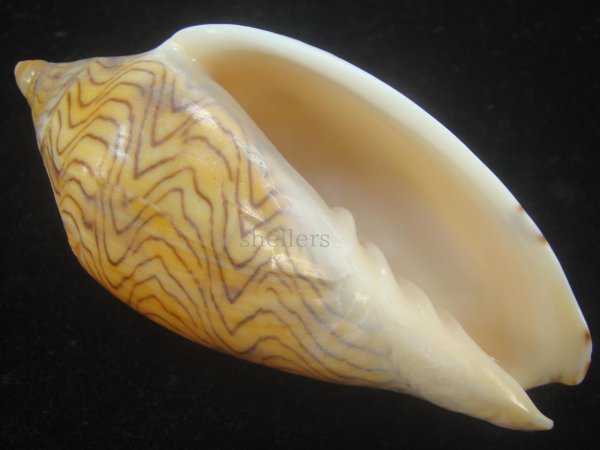 画像2: モクメボラ(Amoria undulata) フォームペグスビーチ 大 (2)