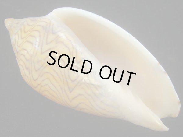 画像2: モクメボラ(Amoria undulata) フォームペグスビーチ　大 (2)