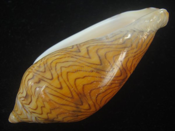 画像3: モクメボラ(Amoria undulata) フォームペグスビーチ 大 (3)