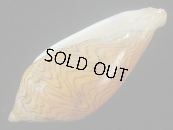 画像3: モクメボラ(Amoria undulata) フォームペグスビーチ　大 (3)