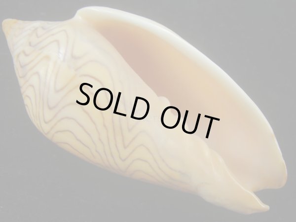 画像2: モクメボラ(Amoria undulata) フォームペグスビーチ　大 (2)