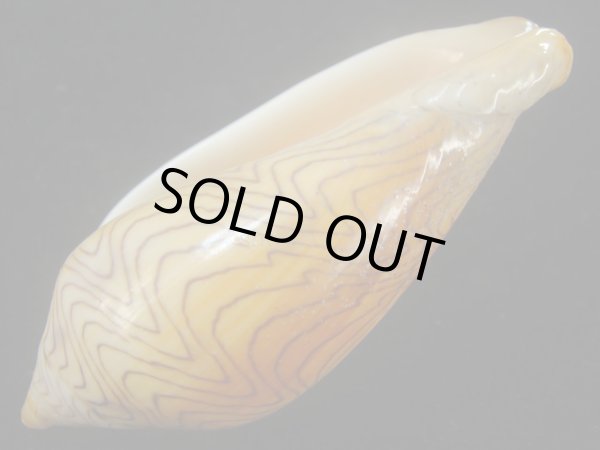 画像3: モクメボラ(Amoria undulata) フォームペグスビーチ　大 (3)