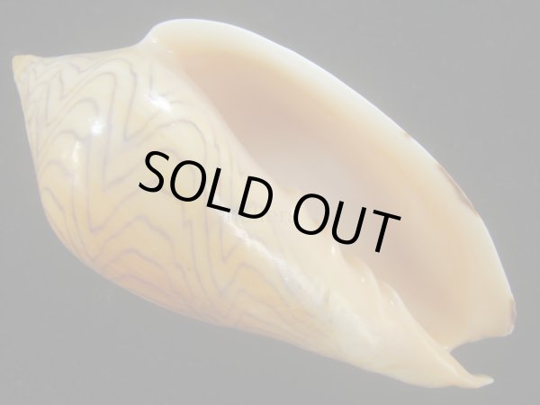 画像2: モクメボラ(Amoria undulata) フォームペグスビーチ (2)