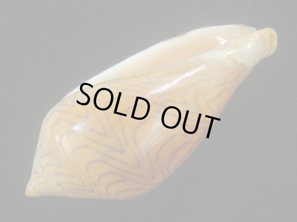 画像3: モクメボラ(Amoria undulata) フォームペグスビーチ (3)