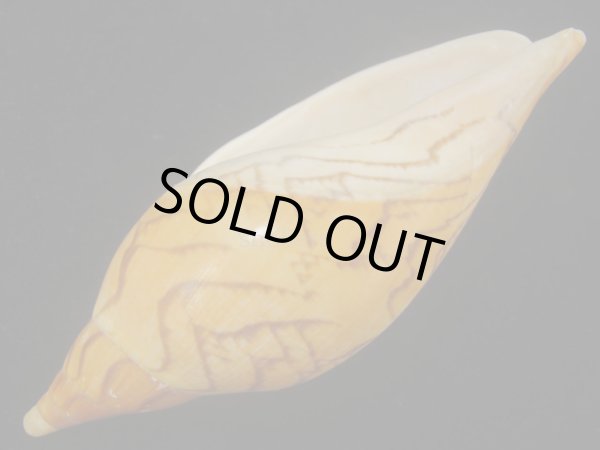 画像3: マボロシメロンボラ(Ericusa sowerbyi) 死殻だけど美品　特老成 (3)