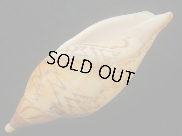 画像3: マボロシメロンボラ(Ericusa sowerbyi) 特老成 (3)