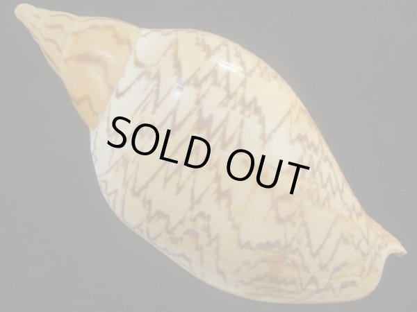 画像2: マボロシメロンボラ(Ericusa sowerbyi) 老成　タイトパターン (2)