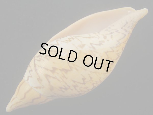 画像3: マボロシメロンボラ(Ericusa sowerbyi) 老成　タイトパターン (3)