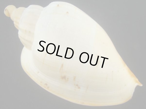 画像2: ダンシャクボラ(Livonia roadnightae) 大　老成　美品 (2)