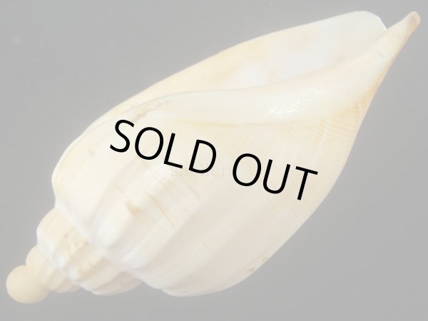 画像3: ダンシャクボラ(Livonia roadnightae) 大　老成　美品 (3)