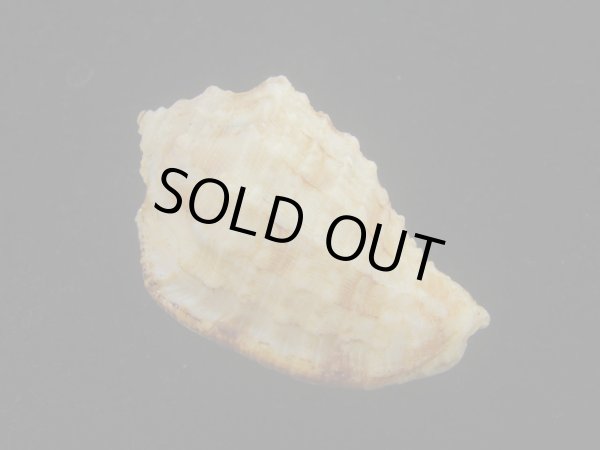 画像2: デニスンオニムシロ(Morum dennisoni) 特老成　濃色 (2)