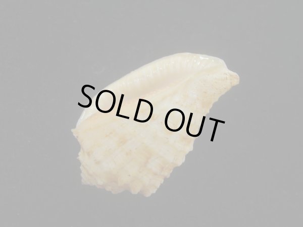 画像3: デニスンオニムシロ(Morum dennisoni) 特老成　濃色 (3)