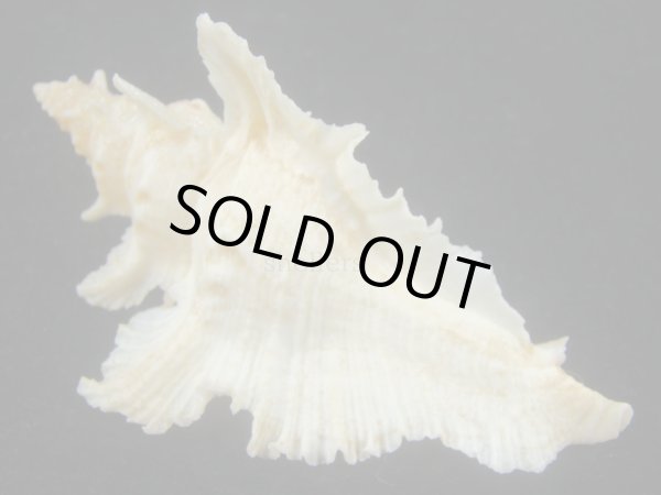 画像2: サギノハヨウラク(Pterynotus acanthopterus) 大 (2)