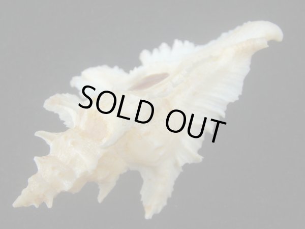 画像3: サギノハヨウラク(Pterynotus acanthopterus) 大 (3)