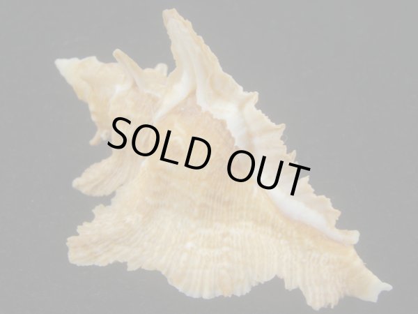 画像2: サギノハヨウラク(Pterynotus acanthopterus) ツートーン (2)