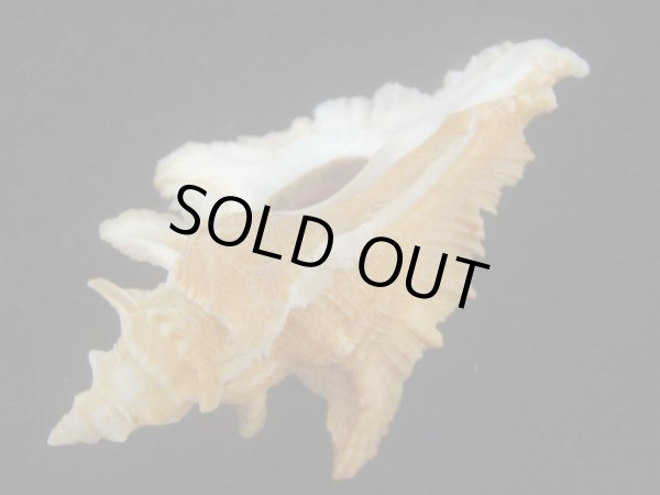 画像3: サギノハヨウラク(Pterynotus acanthopterus) ツートーン (3)