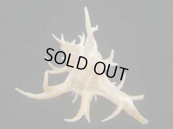 画像2: シカノツノガイ(Chicoreus cervicornis) 特美品　濃色 (2)