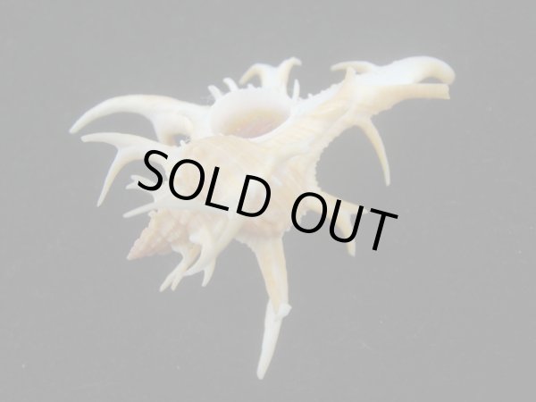 画像3: シカノツノガイ(Chicoreus cervicornis) 特美品　濃色 (3)