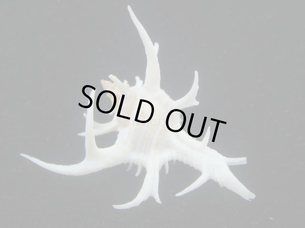 画像2: シカノツノガイ(Chicoreus cervicornis) 特美品 (2)